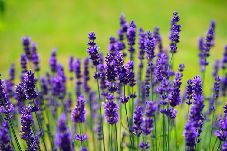 lavanda_fiori.jpg