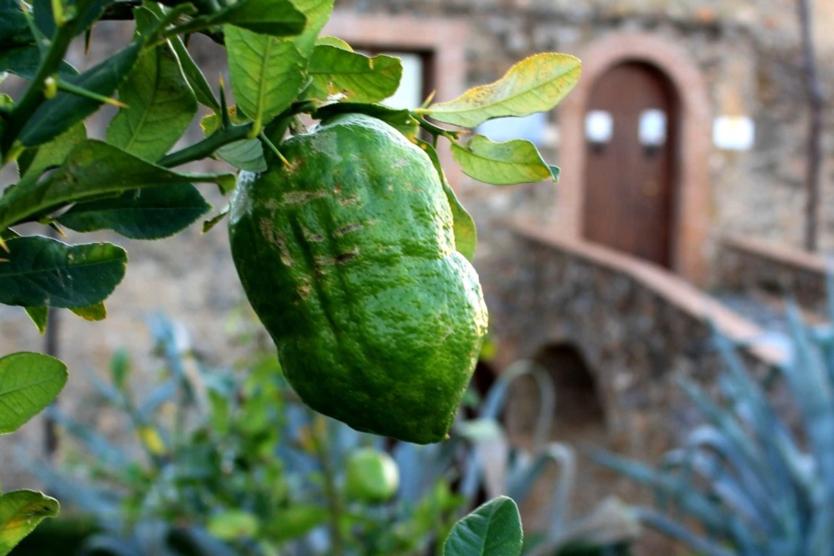 cedro.jpg