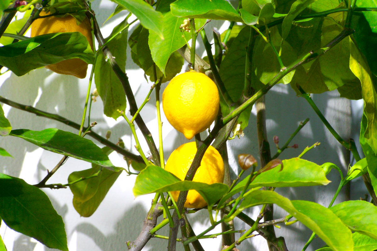 limone.jpg